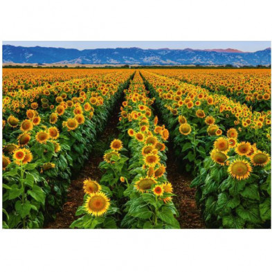 imagen 1 de puzle campo de girasoles 1000 piezas