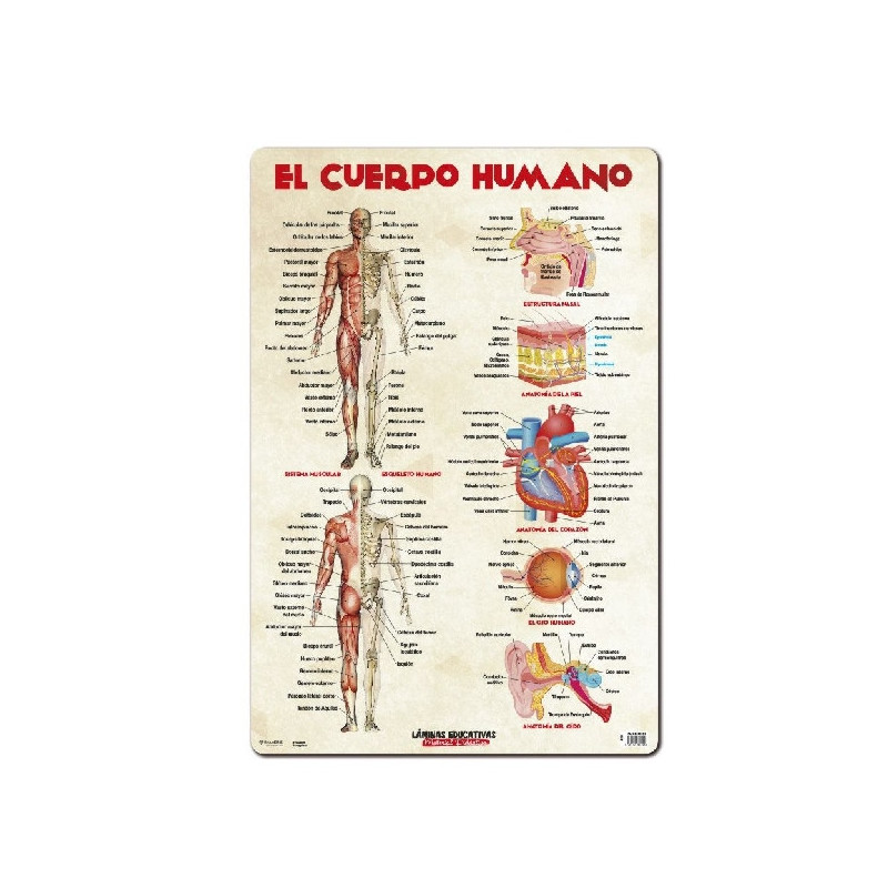 Imagen lamina educativa el cuerpo humano