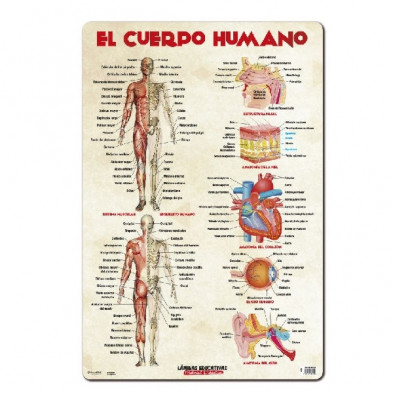 Imagen lamina educativa el cuerpo humano