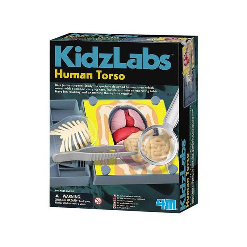 Imagen kidz labs anatomía torso humano