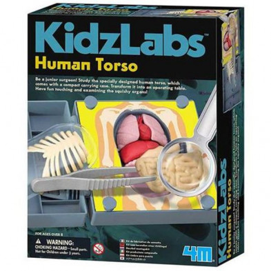 Imagen kidz labs anatomía torso humano