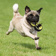 imagen 5 de mordedor para perro batman