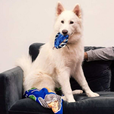 imagen 5 de cuerda dental para perro avengers marvel imagen 5 de cuerda dental para perro avengers marvel
