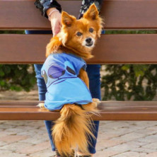 imagen 4 de camiseta perro single jersey stitch disney t. xxs