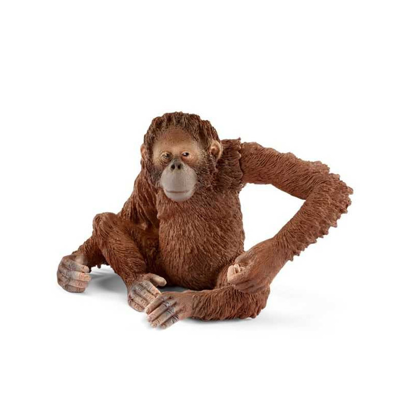 Imagen orangután hembra Imagen orangután hembra