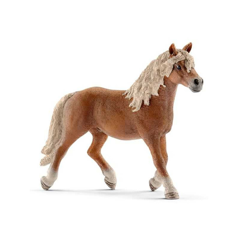 Imagen semental haflinger