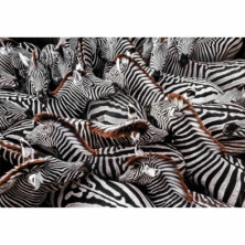 imagen 1 de puzzle zebras national geographic 1000 piezas c
