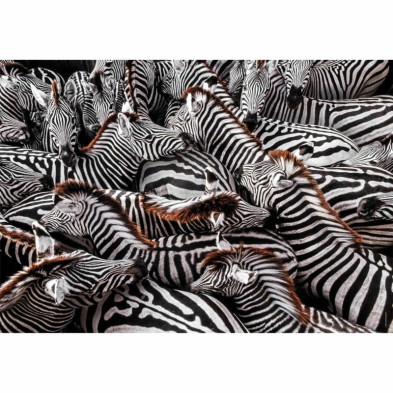 imagen 1 de puzzle zebras national geographic 1000 piezas c