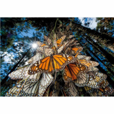imagen 1 de puzzle mariposas monarch national geographic 1000