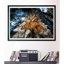 imagen 2 de puzzle mariposas monarch national geographic 1000