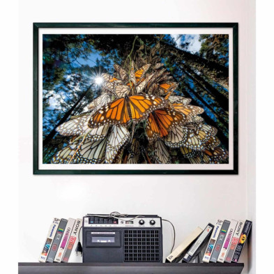 imagen 2 de puzzle mariposas monarch national geographic 1000