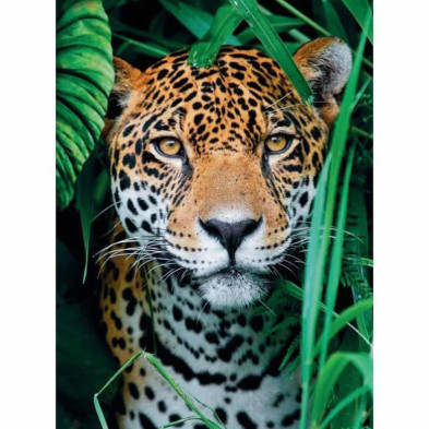 imagen 1 de puzzle jaguar en la jungla 500 piezas clementoni