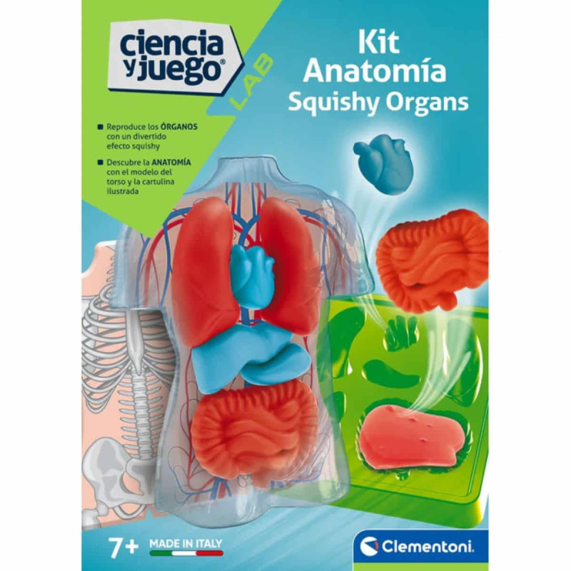 Imagen kit anatomía squishy organs ciencia y juego clemen