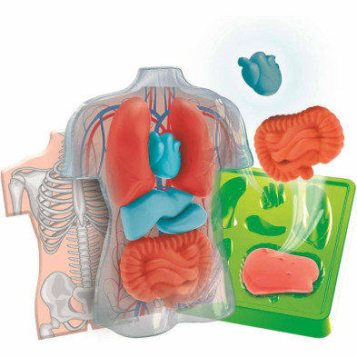 imagen 2 de kit anatomía squishy organs ciencia y juego clemen