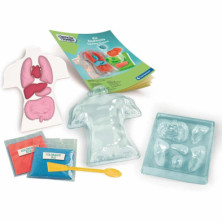 imagen 3 de kit anatomía squishy organs ciencia y juego clemen