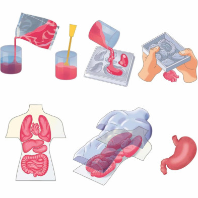 imagen 4 de kit anatomía squishy organs ciencia y juego clemen